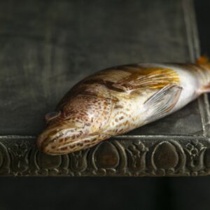 Murrel Fish