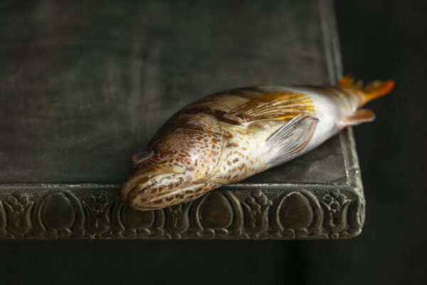Murrel Fish